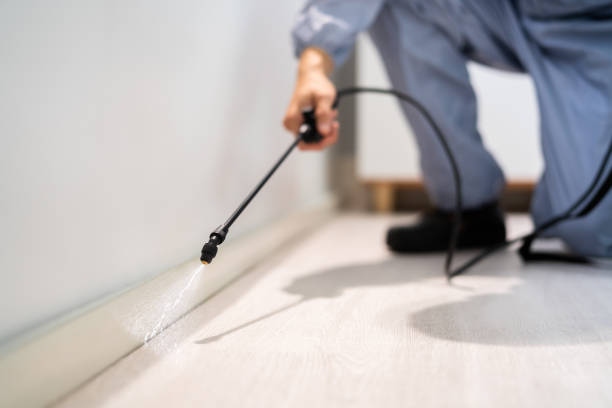 Licensed Wasp Removal service in Boyd, TX - Show Me Pest Control