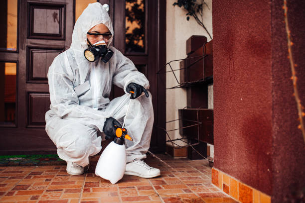 Reliable Wasp Removal contractor in Boyd, TX by Show Me Pest Control